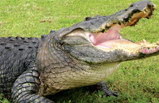 Gatorland Tour